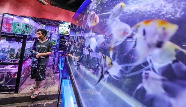 Ikan Hias Termahal di Dunia, Ada yang Harganya Tembus Puluhan Miliar per Ekornya