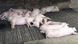 Puluhan Ternak Babi Mati di TTU, Diduga Terserang ASF