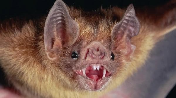 Geraman Suara Vokalis Death Metal Mirip Suara Kelelawar