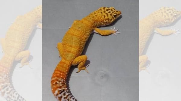 Ini Daftar Tokek Paling Diburu Kolektor, Harga Dibanderol Puluhan Juta Hingga 1 Miliar