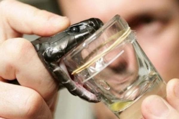 7 Hewan dengan Bisa Termahal di Dunia, Harga Racun Ular Kobra Fantastis