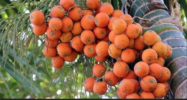 Begini Cara Mengolah Buah Pinang Muda untuk Pria, Sehat dan Enak Dibuat Jus