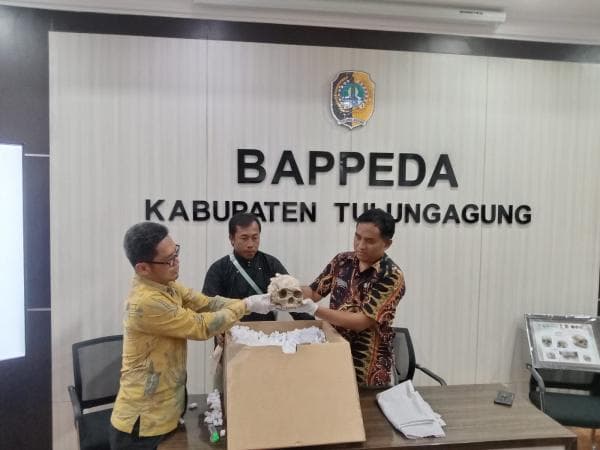 Bappeda Tulungagung Terima Replika Fosil Tengkorak Homo Wajakensis dari Museum Belanda