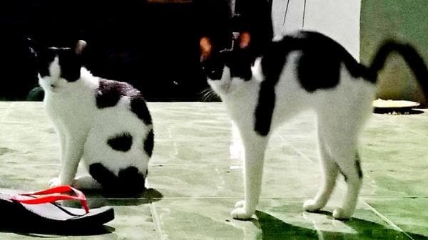 Mengenal Budaya Makan Daging Kucing di Sulawesi Utara, Bukan Hanya Soal Rasa