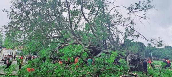 Breaking News! Situs Sejarah Beringin Soekarno Tumbang Diterpa Hujan Badai