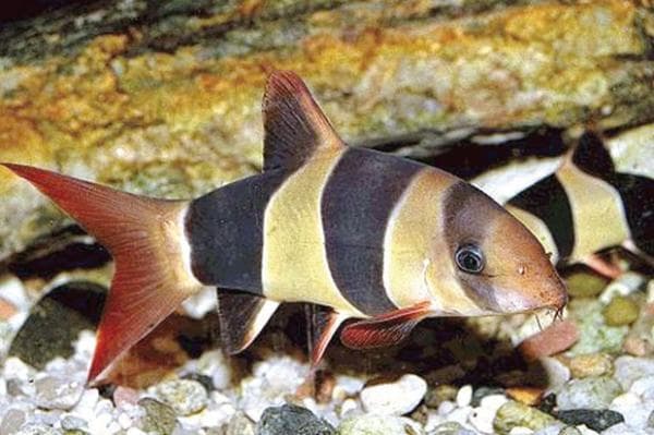 Inilah Panduan Cara Merawat Ikan Botia Badut ( Clown Loach)