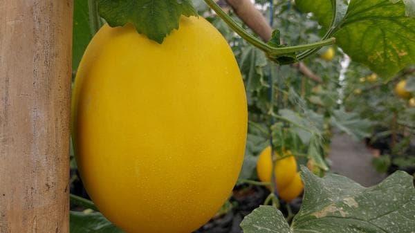 Wisata Petik Buah di Kebun, Solusi Petani untuk Tingkatkan Keuntungan