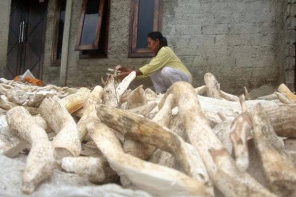 Wonogiri Dijuluki Kota Gaplek? Ini Asal Usulnya Wonogiri Dijuluki Kota Gaplek? Ini Asal Usulnya