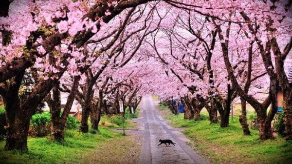 Taman Sakura Cibodas, Destinasi Wisata Ala Jepang
