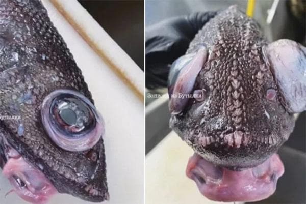 Nelayan Rusia Temukan Ikan Sepasang Mata Melotot dan Mulut Bengkak