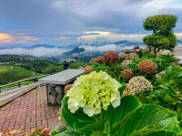 Unik! Malino Highlands Wisata Pegunungan dengan Nuansa Negeri Sakura