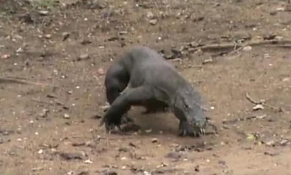 Wow, Ada Nama Pejabat dari Daftar Komodo yang Dilepas di Cagar Alam Wae Wuul