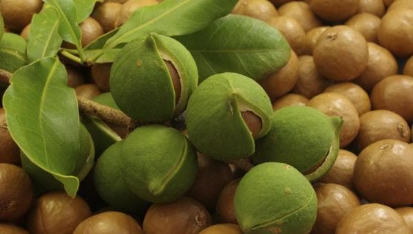 Deretan Kacang Termahal di Dunia, Nomor 1 Harganya Rp780 Ribu Sekilo