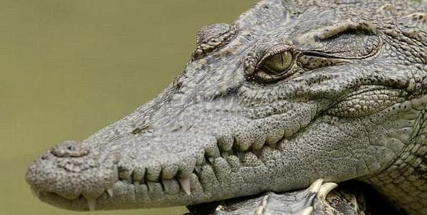 Kisah Misteri Buaya Buntung, Penjaga Situ Kamojing di Karawang