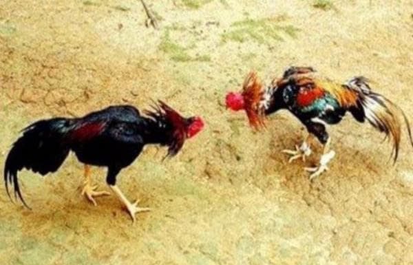 Cerita Pertarungan Ayam Maulana Hasanudin dan Prabu Pucuk Umun hingga Cibeo Baduy
