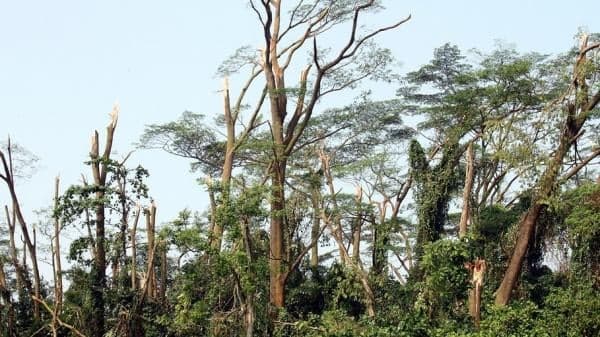 Asam Traumalin, Pengertian dan Fungsinya