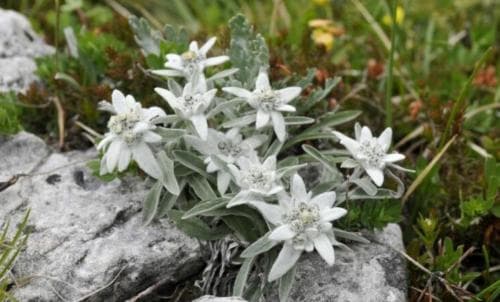 Inilah 5 Fakta Edelweis yang Disebut Bunga Abadi, Keberadaannya Semakin Langka