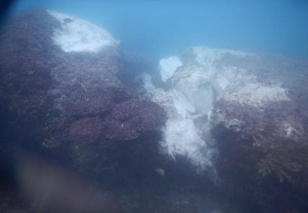 Terumbu Karang di Pulau Bawean Rusak, KM Mitra Konawe Bakal Diperiksa DLH Gresik, Ini Alasannya