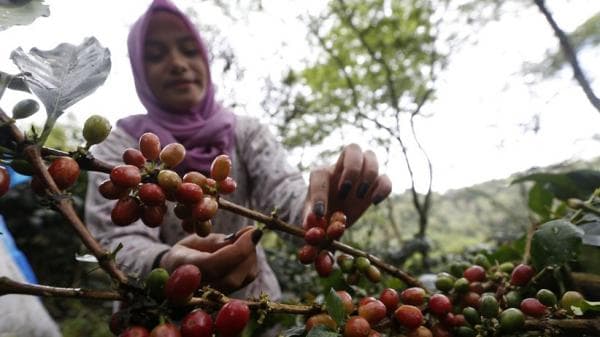 Mengenal Kopi Aceh yang Terkenal Yakni Kopi Gayo, Wajib Dicoba Pas Buka Puasa