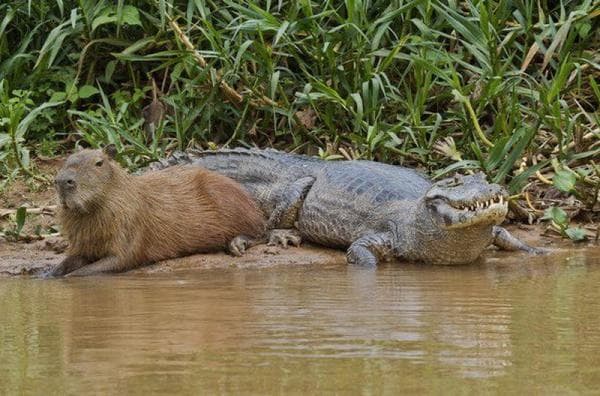 Terlalu Akrab! 5 Hewan yang Menjadi Sahabat Binatang Capybara, Bahkan Tak Takut Dengan Buaya