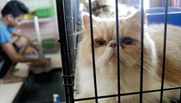 Cari Tempat Penitipan Hewan saat Mudik Lebaran? Kantor Diskanak Sumedang Solusinya