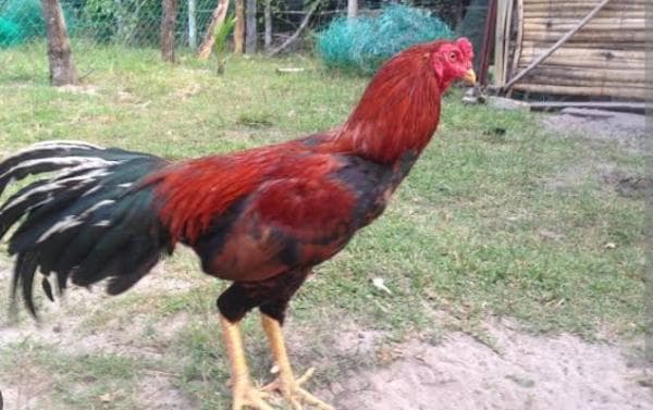 Jika Ada Ayam Berkokok Tengah Malam, Bertanda Apakah