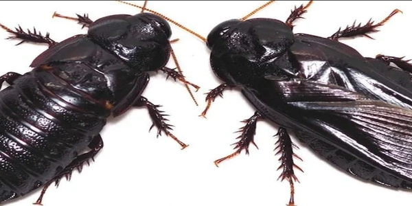 5 Hewan Paling Sering Kentut, Ini Daftarnya!