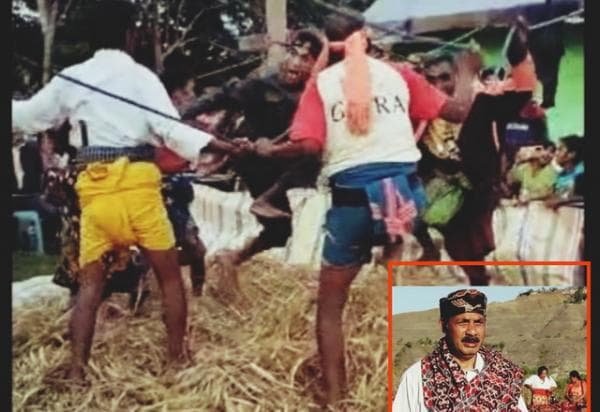 Mengenal Tradisi Parina di Sumba Timur, Merontokkan Bulir Padi dengan Injakan Kaki Diiring lagu Adat