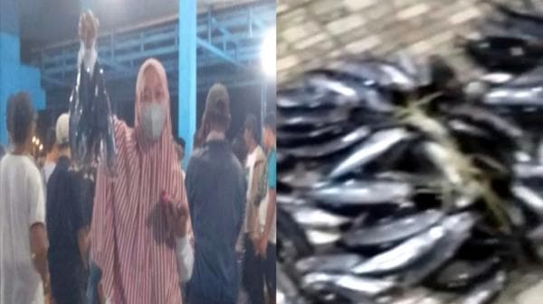 Ikan Tongkol Hasil Tangkap Nelayan Tanggamus Melimpah, Harga Murah