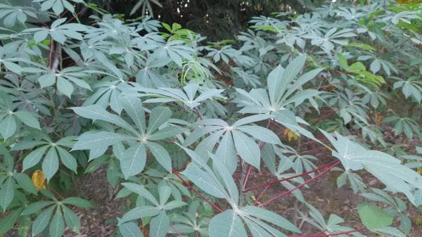 7 Efek Samping Daun Singkong Bagi Kesehatan, Salah Satunya Bikin Kolesterol Naik