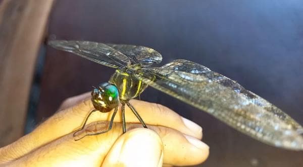 Mengenal Lebih Dekat Capung Jawa, Hewan Jenis Serangga yang Miliki Banyak Keunikan