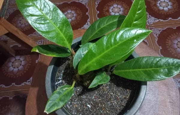 Teh Celup Bekas Jangan di Buang, Ini Manfaatnya Bagi Tanaman