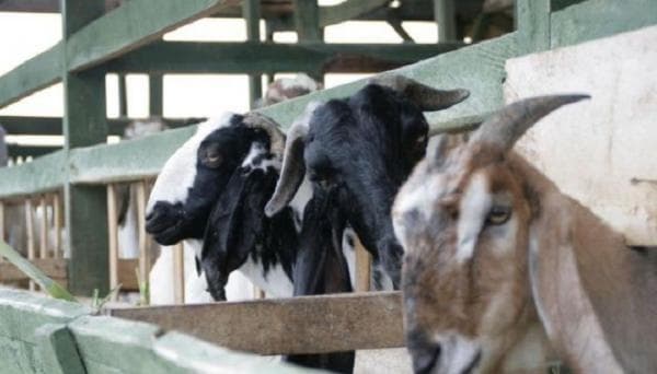 Waspada Ancaman Wabah PPR, Peternak Sumedang Diimbau Jaga Kebersihan Kandang