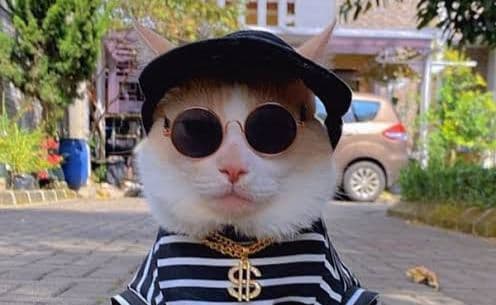 Kucing Viral Bernama Pororo Jenis Apa, Berikut Penjelasannya Kucing Viral Bernama Pororo Jenis Apa, Berikut Penjelasannya