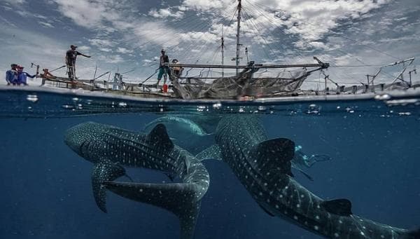 Berenang Bersama Hiu Paus di Kwatisore, Papau