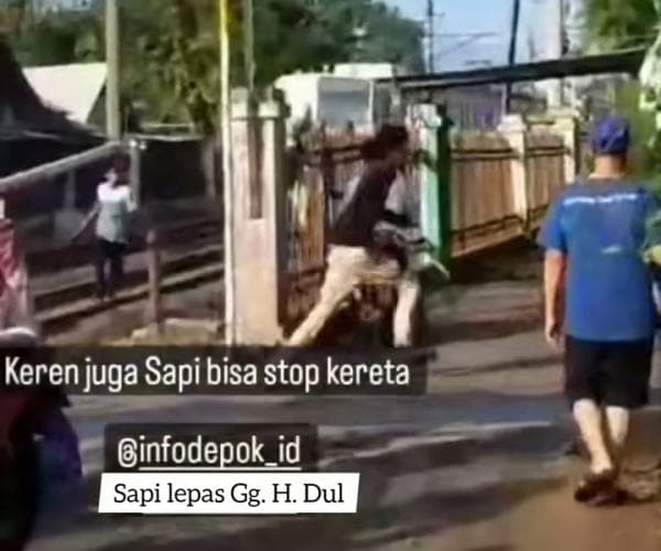Sapi Kurban Kabur di Depok, Ada Yang ke Pom Bensin Hingga Sempat Berhentikan KRL Yang Melintas