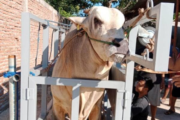 Kenapa Sapi Kurban Selalu Menangis saat Hendak Disembelih? Begini Penjelasan Pakar Hewan