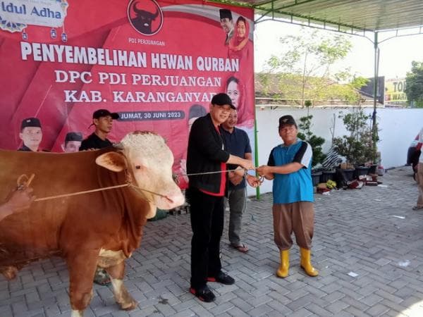 Puan Maharani Sumbang Sapi Kurban Simetal Berbobot 650 kg di Karanganyar