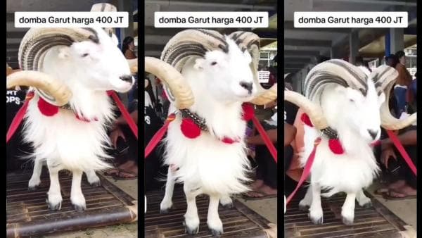 VIRAL! Domba Garut Harga 400 JT, Netizen : Kalah Harga Rumah KPR