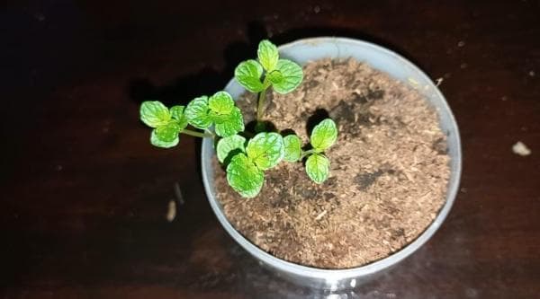 Manfaat Daun Mint Dapat Menyamarkan Bau Mulut hingga Mengusir Semut Manfaat Daun Mint Dapat Menyamarkan Bau Mulut hingga Mengusir Semut