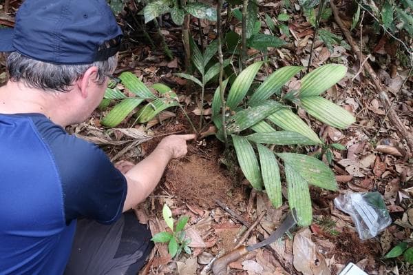 Unik! Satu-satunya Pohon Palem yang Berbuah dan Berbunga di Bawah Tanah, Berasal dari Kalimantan Unik! Satu-satunya Pohon Palem yang Berbuah dan Berbunga di Bawah Tanah, Berasal dari Kalimantan