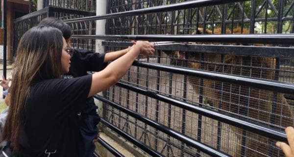 Mimpi Beri Makan Singa Akhirnya Terwujud di Feeding Taman Satwa Cikembulan Garut