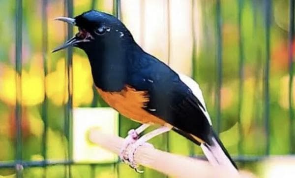 3 Rekomendasi Pakan Burung Murai Agar Juwara di Lomba