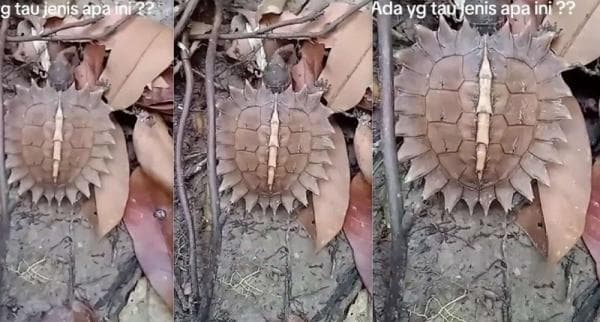 Mengenal Kura-Kura Matahari, Langka dan Belum Dilindungi