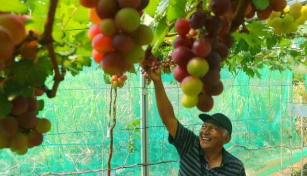 Berkunjung di Agro Wisata Petik Anggur Ponorogo, Ada Jenis Asli Ukraina Berkunjung di Agro Wisata Petik Anggur Ponorogo, Ada Jenis Asli Ukraina