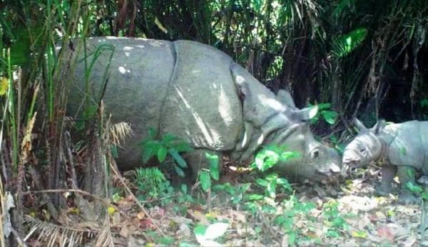 Kepastian Adanya Perburuan Liar Terhadap Badak Jawa di Ujung Kulon Sebentar Lagi Terungkap