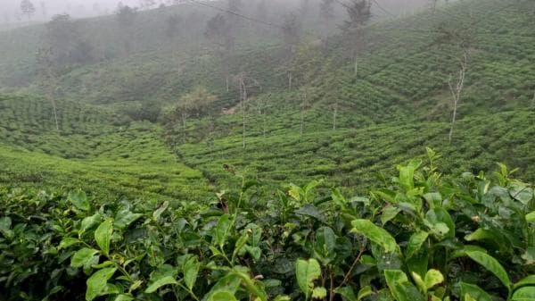 Nikmati Sensasi Fanorama Alam Kebun Teh Taraju Tasikmalaya, Suguhkan Pemandangan Indah dan Kesejukan