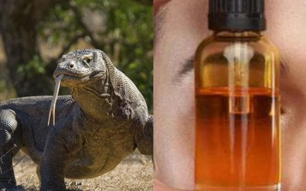 Bisa Bikin Jreng Vitalitas Pria, Ini 4 Manfaat Minyak Biawak