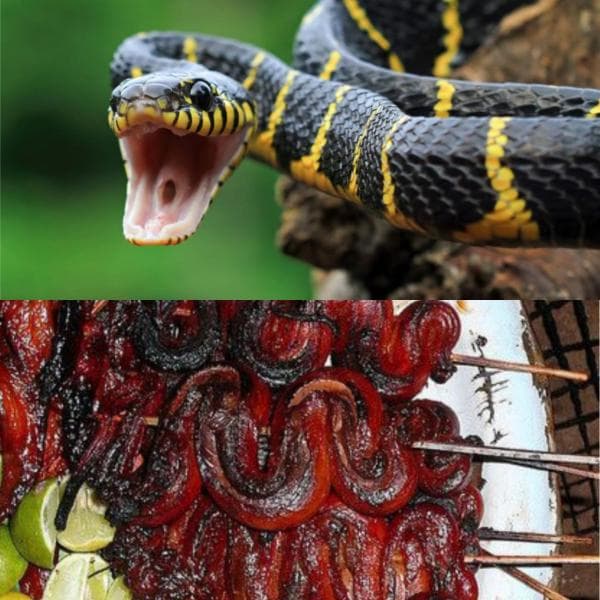 Dipercaya Memiliki Manfaat Kesehatan, Inilah 2 Efek Samping Makan Daging Ular