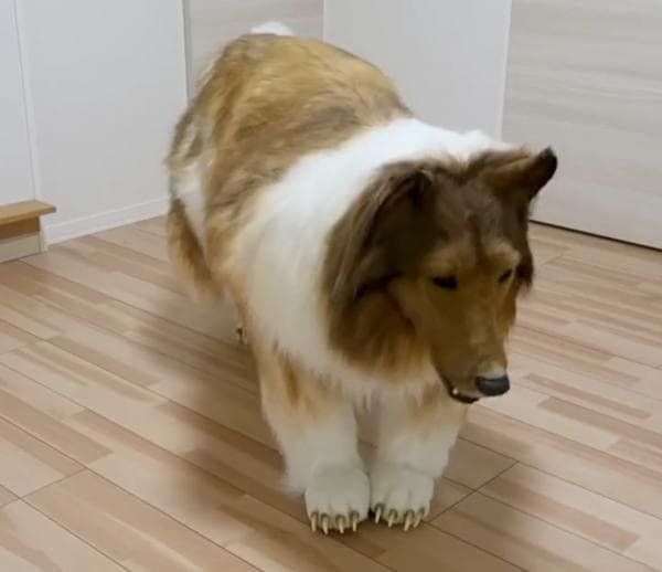 Sejak Kecil Orang Jepang Ini Pingin Jadi Anjing, Begini Penampakannya, Mirip Engga? Sejak Kecil Orang Jepang Ini Pingin Jadi Anjing, Begini Penampakannya, Mirip Engga?